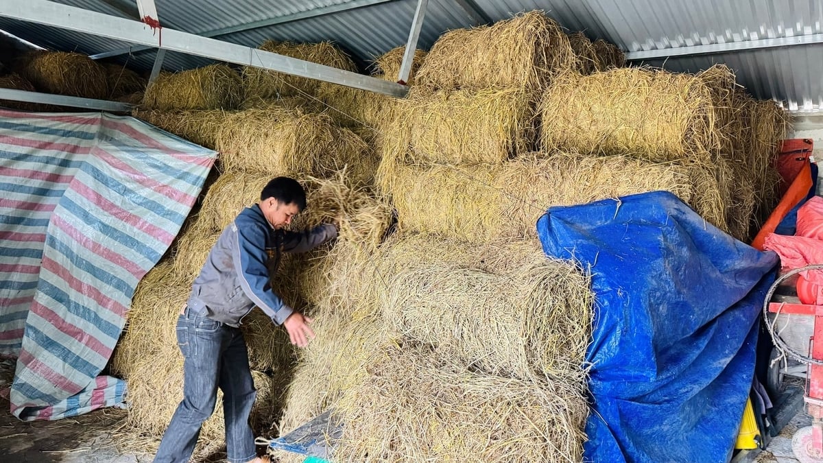 Jordbrukare hamstrar halm före vintern och säkerställer en stabil matförsörjning för sina boskap. Foto: Anh Nguyet. Người chăn nuôi dự trữ rơm từ trước mùa đông, đảm bảo nguồn thức ăn ổn định cho đàn bò. Ảnh: Ánh Nguyệt.