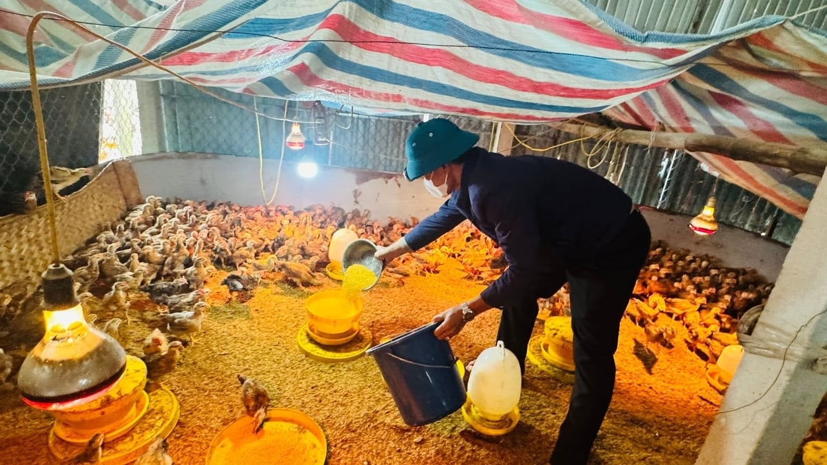 Förutom att ge kycklingarna näringstillskott, stängde Mr. Cuongs familj även in hönshuset och höll kycklingarna varma med värmelampor dag och natt. Foto: Anh Nguyet. Cùng với bổ sung dinh dưỡng cho gà, gia đình anh Cường còn quây kín chuồng trại, thắp đèn sưởi cho gà cả ngày lẫn đêm. Ảnh: Ánh Nguyệt.