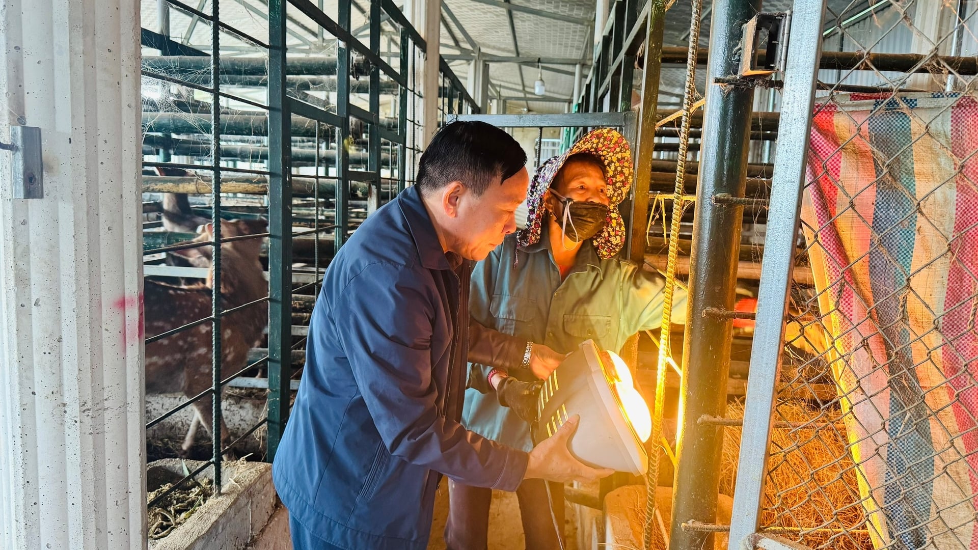 Lokalbefolkningen har proaktivt genomfört olika skötselåtgärder för att säkerställa att hjortflocken bibehåller god hälsa. Foto: Anh Nguyet. Người dân chủ động tăng cường nhiều biện pháp chăm sóc để đàn hươu luôn giữ được thể trạng tốt. Ảnh: Ánh Nguyệt.