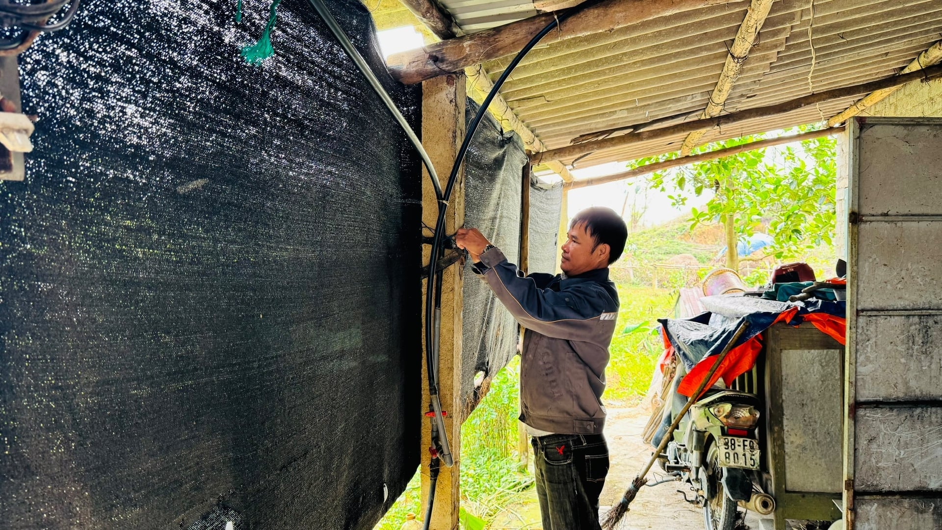 Jordbrukare täcker sina lador för att skydda boskap och fjäderfä från kylan. Foto: Anh Nguyet. Người chăn nuôi che kín chuồng để chống rét cho gia súc, gia cầm. Ảnh: Ánh Nguyệt.
