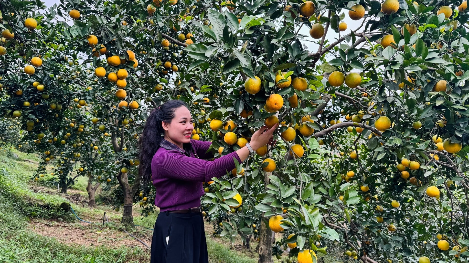 ส้มสดกรอบมีให้เลือกมากมายและขายได้ราคาดีในช่วงต้นฤดูกาล ภาพ: อัญ เหงียน Cam giòn được mùa, được giá ngay đầu vụ. Ảnh: Ánh Nguyệt.