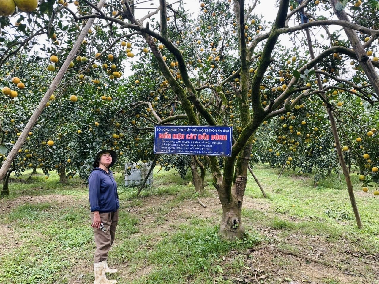 แม้จะเผชิญกับพายุและฝนตกหนักหลายครั้ง นางสาวฟาน ถิ เหียน ในหมู่บ้านอันห์ฮุง ก็ไม่เคยเห็นผลผลิตส้มมากมายขนาดนี้มาก่อนเลย ภาพ: อันห์ เหงียน Dù gặp nhiều đợt mưa bão nhưng chị Phan Thị Hiền tại thôn Anh Hùng chưa bao giờ chứng kiến cam đạt năng suất cao như năm nay. Ảnh: Ánh Nguyệt.