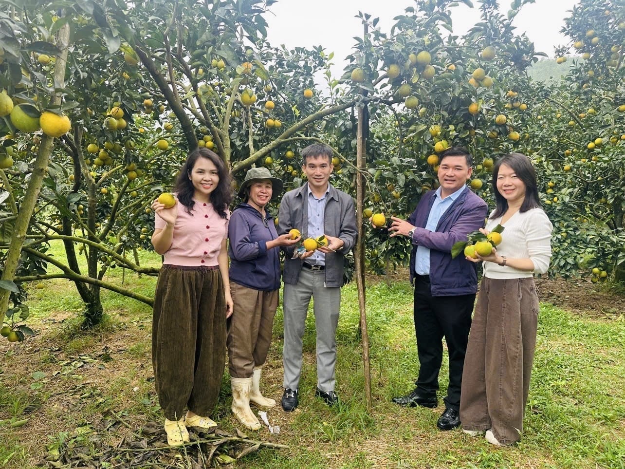 สวนส้มสดกรอบดึงดูดนักท่องเที่ยว ภาพ: อัญ เหงียน Các vườn cam giòn thu hút khách hàng tham quan. Ảnh: Ánh Nguyệt.