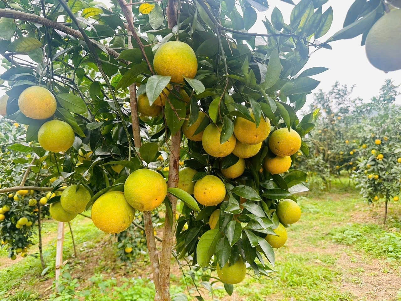 สำหรับฤดูกาลเก็บเกี่ยวส้มปี 2025 คาดการณ์ว่าผลผลิตส้มรวมในตำบลดงล็อกจะสูงถึงกว่า 2,500 ตัน คิดเป็นมูลค่าประมาณ 210,000 ล้านดอง ภาพ: อัญ เหงียน Vụ cam 2025, sản lượng cam toàn xã Đồng Lộc ước đạt hơn 2.500 tấn, tổng giá trị khoảng 210 tỷ đồng. Ảnh: Ánh Nguyệt.