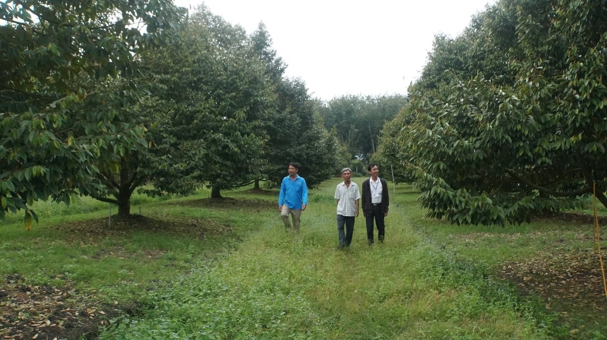Pěstování durianu otevírá lidem v obci Loc Ninh cestu z chudoby. Foto: Tran Trung. Sầu riêng mở lối thoát nghèo cho bà con xã Lộc Ninh. Ảnh: Trần Trung.