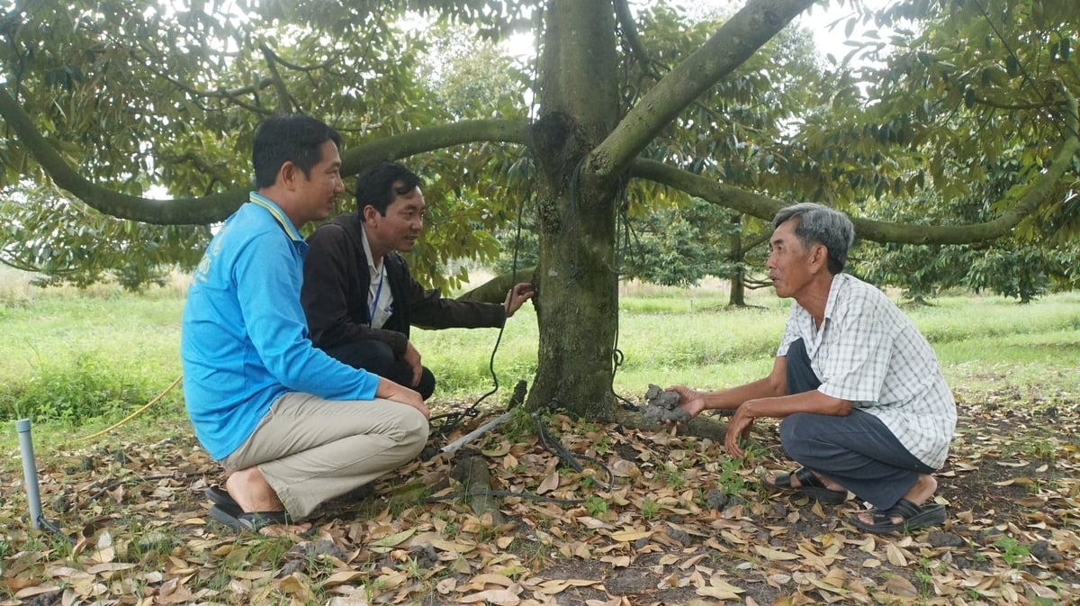 Obyvatelé obce Loc Ninh postupně zvládají pěstitelské techniky a přebírají kontrolu nad svým živobytím z durianových stromů. Foto: Tran Trung. Người dân xã Lộc Ninh từng bước nắm vững kỹ thuật canh tác, làm chủ sinh kế từ cây sầu riêng. Ảnh: Trần Trung.