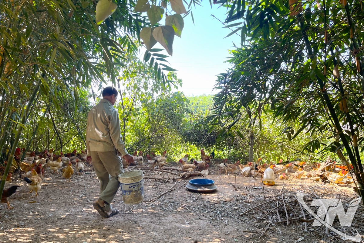 ຊາວກະສິກອນລ້ຽງໄກ່ປ່ອຍຢູ່ຟູ່ບິ່ງ ພວມພະຍາຍາມປັບຕົວ ແລະ ຊອກຫາວິທີແກ້ໄຂເພື່ອເຮັດໃຫ້ຜົນຜະລິດມີຄວາມໝັ້ນຄົງ.