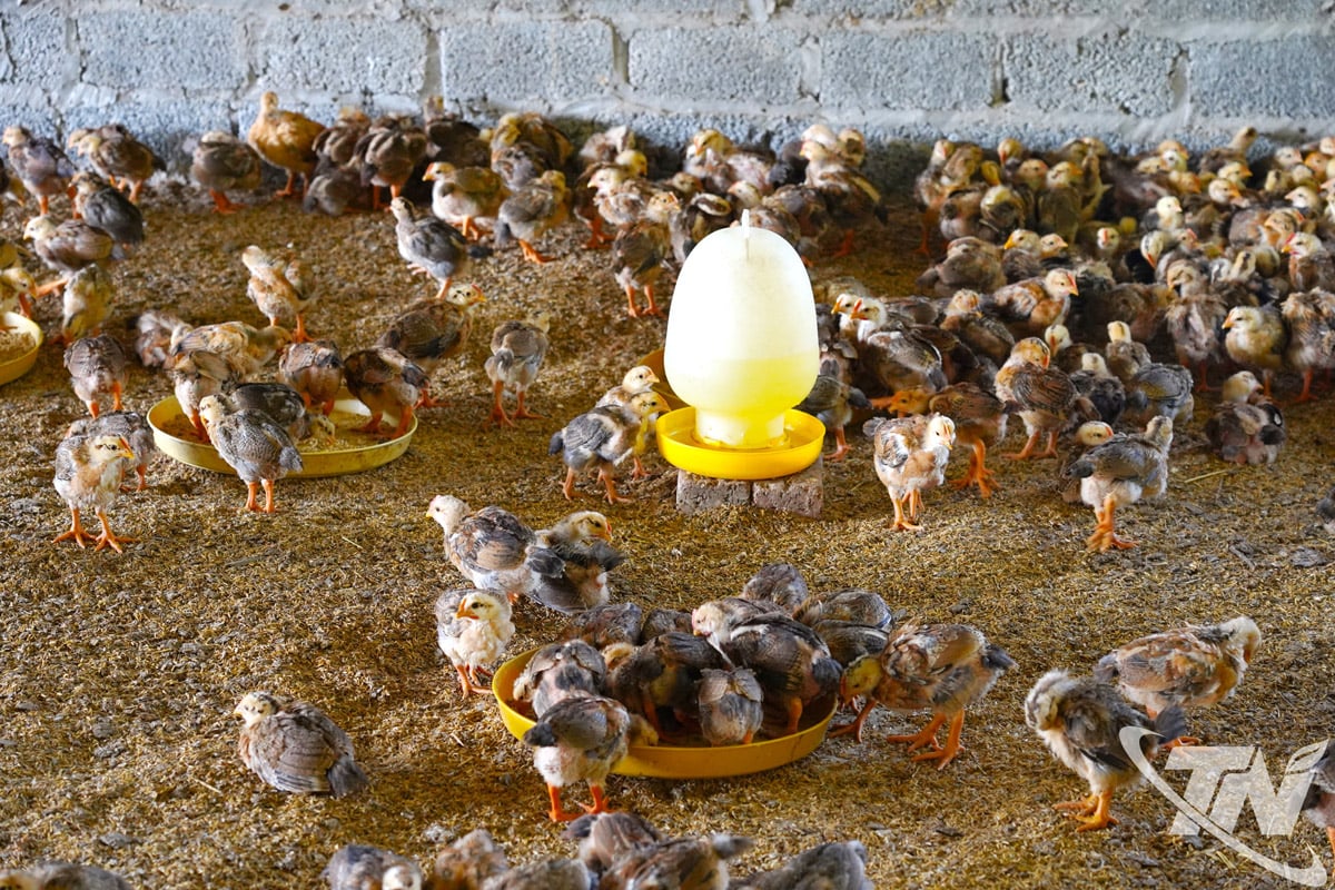 ສະຫະກອນໄກ່ອິນຊີເຕິນຝູ ຄັດເລືອກສາຍພັນໄກ່ອາຍຸສັ້ນຢ່າງຕັ້ງໜ້າເພື່ອຫຼຸດຜ່ອນຕົ້ນທຶນ ແລະ ລາຄາຜະລິດຕະພັນໃຫ້ຕໍ່າ.