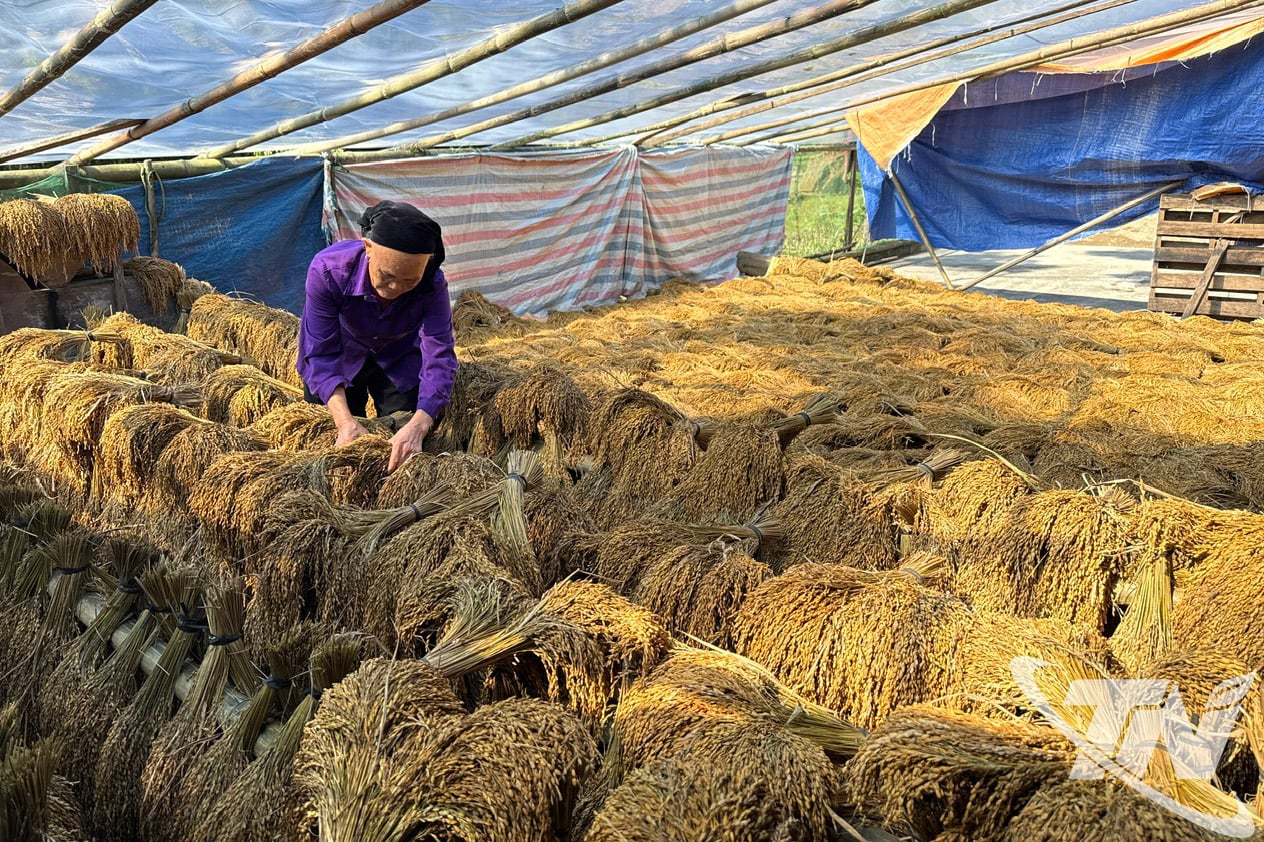 Människor i byn Na Khat i kommunen Cho Don torkar sitt skördade ris.