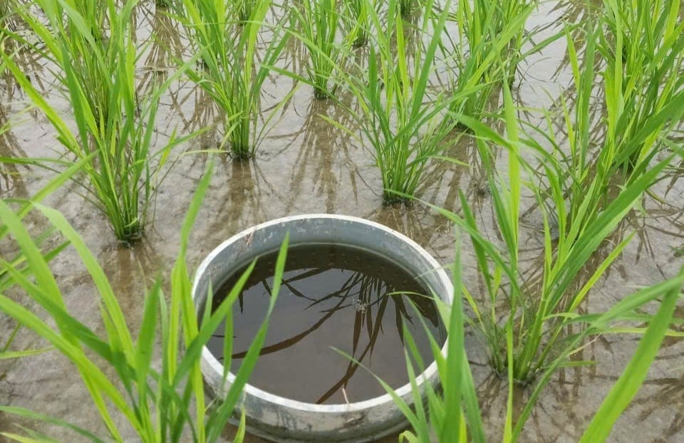 Urządzenia do pomiaru wody zainstalowano na polach ryżowych, wdrażając inteligentne rolnictwo i modele redukcji emisji w gminie Hop Thanh w prowincji Thai Nguyen. Zdjęcie: Ngoc Tu. Thiết bị đo nước được lắp đặt trên các thửa ruộng thực hiện theo mô hình canh tác thông minh, giảm phát thải tại xã Hợp Thành, tỉnh Thái Nguyên. Ảnh: Ngọc Tú.
