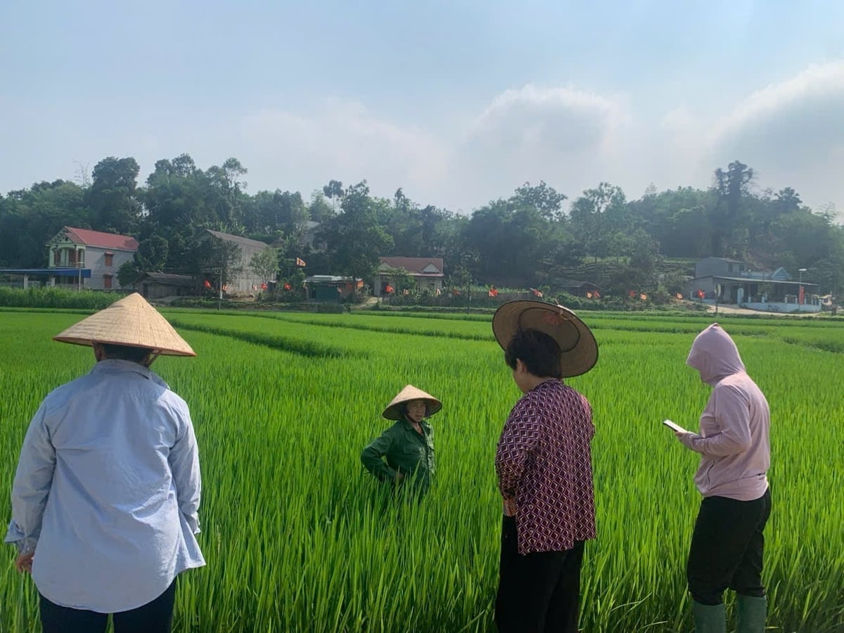 Profesjonalni pracownicy i lokalna społeczność sprawdzają inteligentny model uprawy ryżu, który ogranicza emisje w gminie Hop Thanh. Zdjęcie: Ngoc Tu. Cán bộ chuyên môn cùng với người dân kiểm tra mô hình trồng lúa thông minh, giảm phát thải tại xã Hợp Thành. Ảnh: Ngọc Tú.