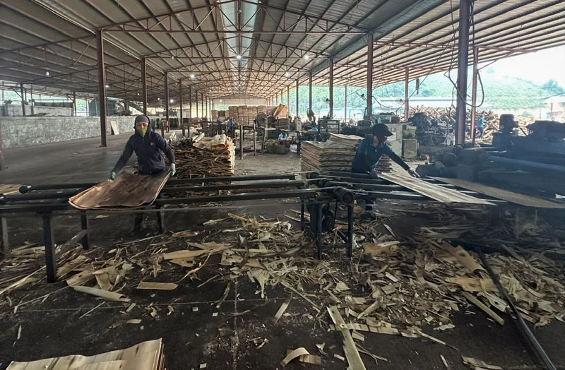 Nhu Xuan konzentriert sich auf die Geschäftsentwicklung.