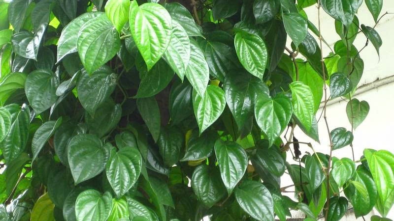 Lá trầu không: Ăn sống thì lành, nấu chín có thể gây độc