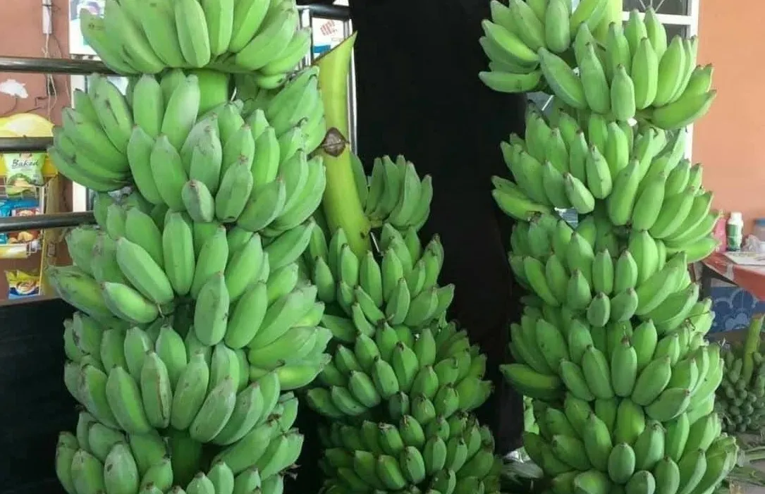 Xuất khẩu chuối của Việt Nam hoàn toàn có thể chạm mốc 1 tỷ USD - Ảnh 2.