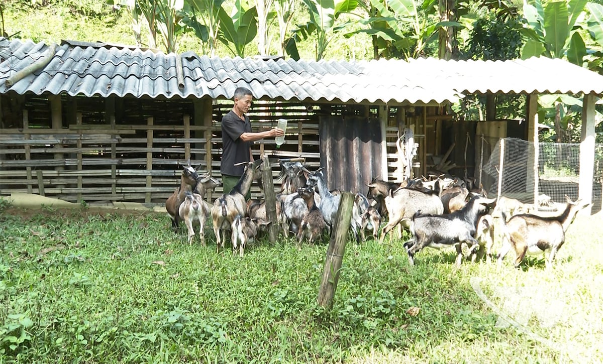 Het geitenhouderijmodel van de familie van meneer La Van Quyet in het dorp Na Phieng is stabiel gebleken en draagt bij aan de verhoging van het gezinsinkomen.