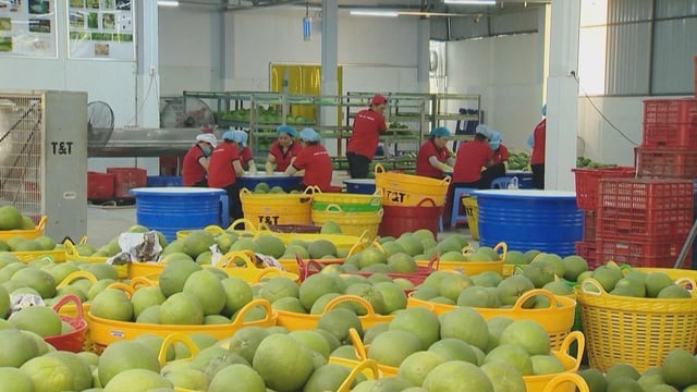 Xuất khẩu rau quả tăng tốc, kỳ vọng cán mốc tỷ đô trong năm 2025 - Ảnh 1.