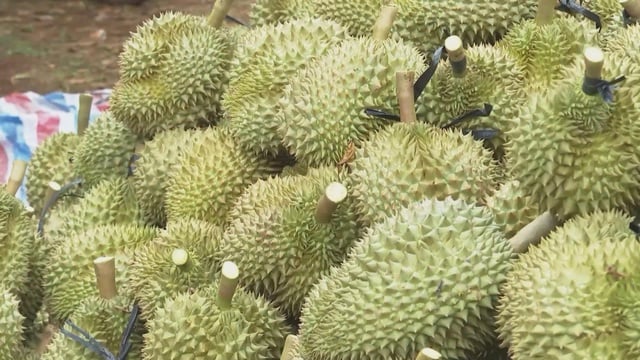 Xuất khẩu rau quả tăng tốc, kỳ vọng cán mốc tỷ đô trong năm 2025 - Ảnh 3.