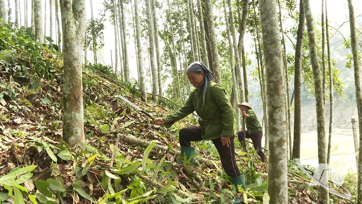 Familjen till herr Nong Van Nghinh, i byn My Vy, fokuserar på att ta hand om sin tallskog och förbereder sig för selektiv avverkning.