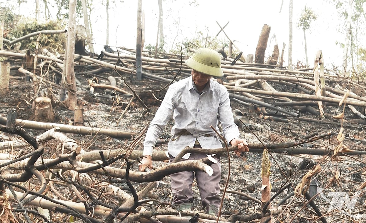 Herr Ly Van Thang, från byn My Vy i Thuong Minh-kommunen, är upptagen med att röja undervegetation för återbeskogning och förbereda sig för den nya planteringssäsongen.