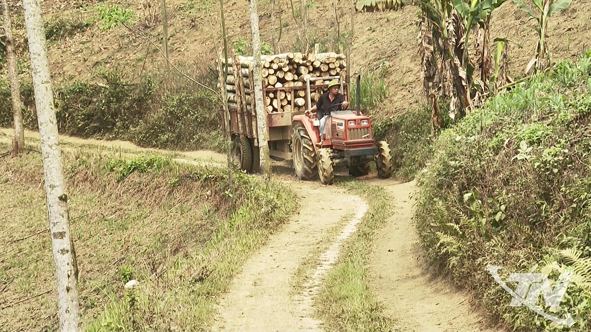 Lastbilar transporterar virke från planterade skogar till träskalningsverkstäderna i byn My Vy.