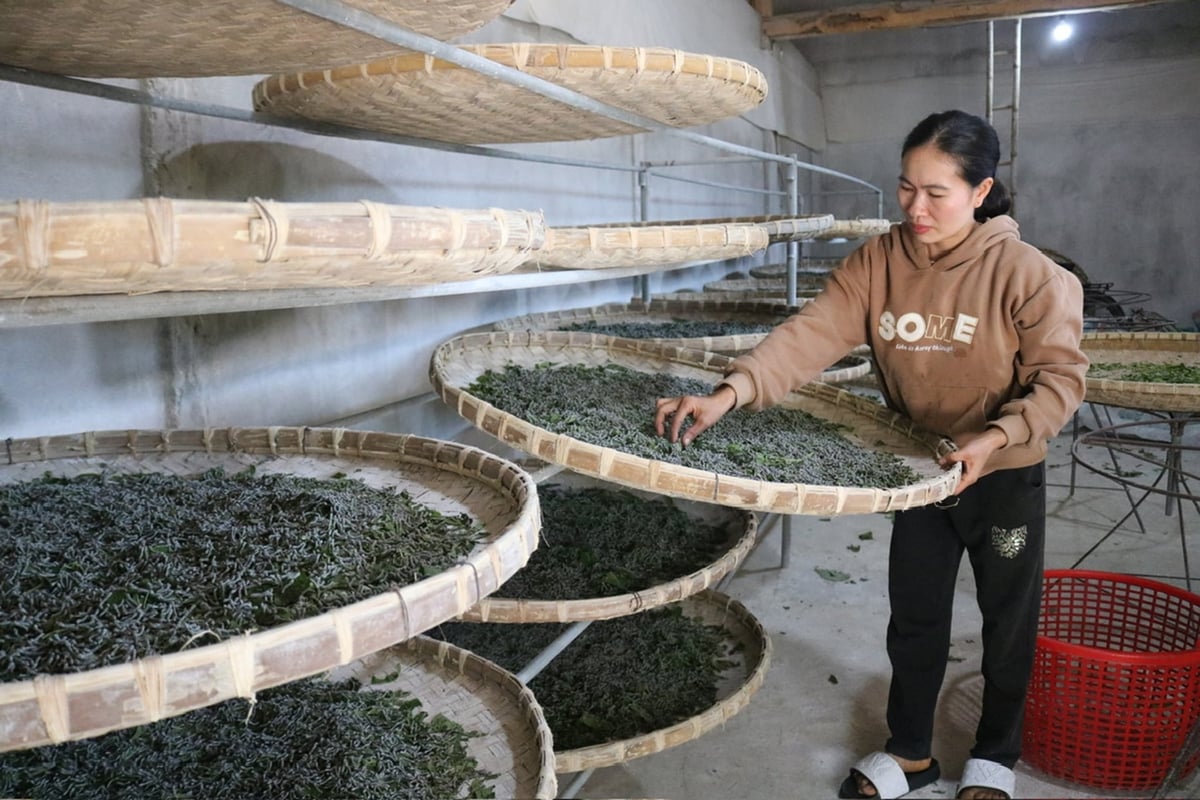 أصبحت زراعة دودة القز في بلدة فوك خان، بمقاطعة لاو كاي، مصدر رزق جديداً يُسهم في تنمية اقتصاد السكان وانتشالهم من براثن الفقر. الصورة: بيتش هوب. Nghề trồng dâu nuôi tằm tại xã Phúc Khánh, tỉnh Lào Cai đang là một sinh kế mới giúp người dân phát triển kinh tế thoát nghèo. Ảnh: Bích Hợp.