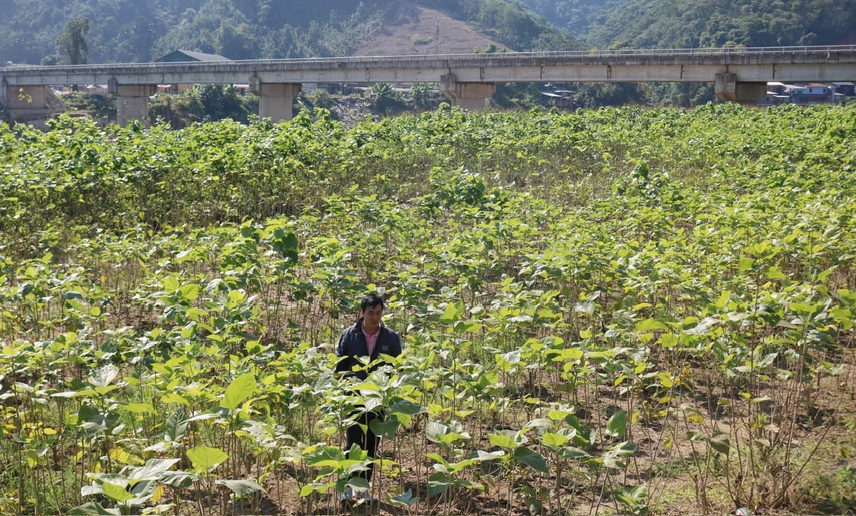 حقول التوت الخضراء المورقة على طول نهر تشاي في قرية كوك خينغ، ببلدية فوك خان، بمحافظة لاو كاي. الصورة: بيتش هوب. Những bãi dâu xanh ngát bên dòng sông Chảy tại thôn Cóc Khiểng, xã Phúc Khánh, Lào Cai. Ảnh: Bích Hợp.