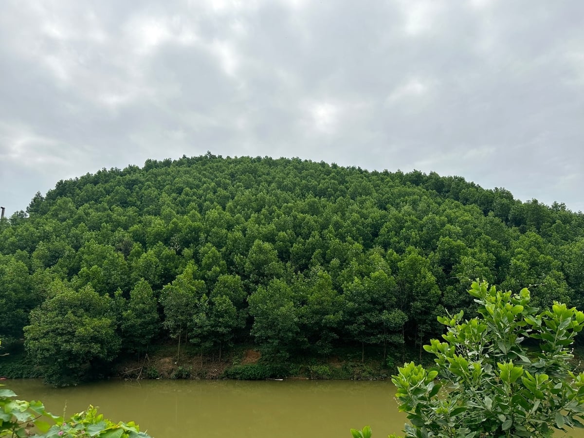 सतत वन अर्थव्यवस्था के विकास के लिए एफएससी प्रमाणित वनों के क्षेत्रफल का विस्तार करना एक व्यावहारिक समाधान है। फोटो: क्वांग लिन्ह। Việc nhân rộng diện tích rừng được cấp chứng chỉ FSC là một trong những giải pháp thiết thực để phát triển kinh tế rừng bền vững. Ảnh: Quang Linh.