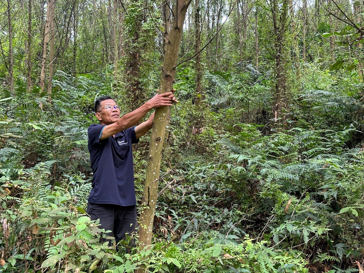 श्री गुयेन वान होआंग का परिवार एफएससी प्रमाणित वनों के विकास में सहायता प्राप्त करने की आशा रखता है। फोटो: क्वांग लिन्ह। Gia đình ông Nguyễn Văn Hoàng mong muốn được hỗ trợ phát triển rừng được cấp chứng chỉ FSC. Ảnh: Quang Linh.