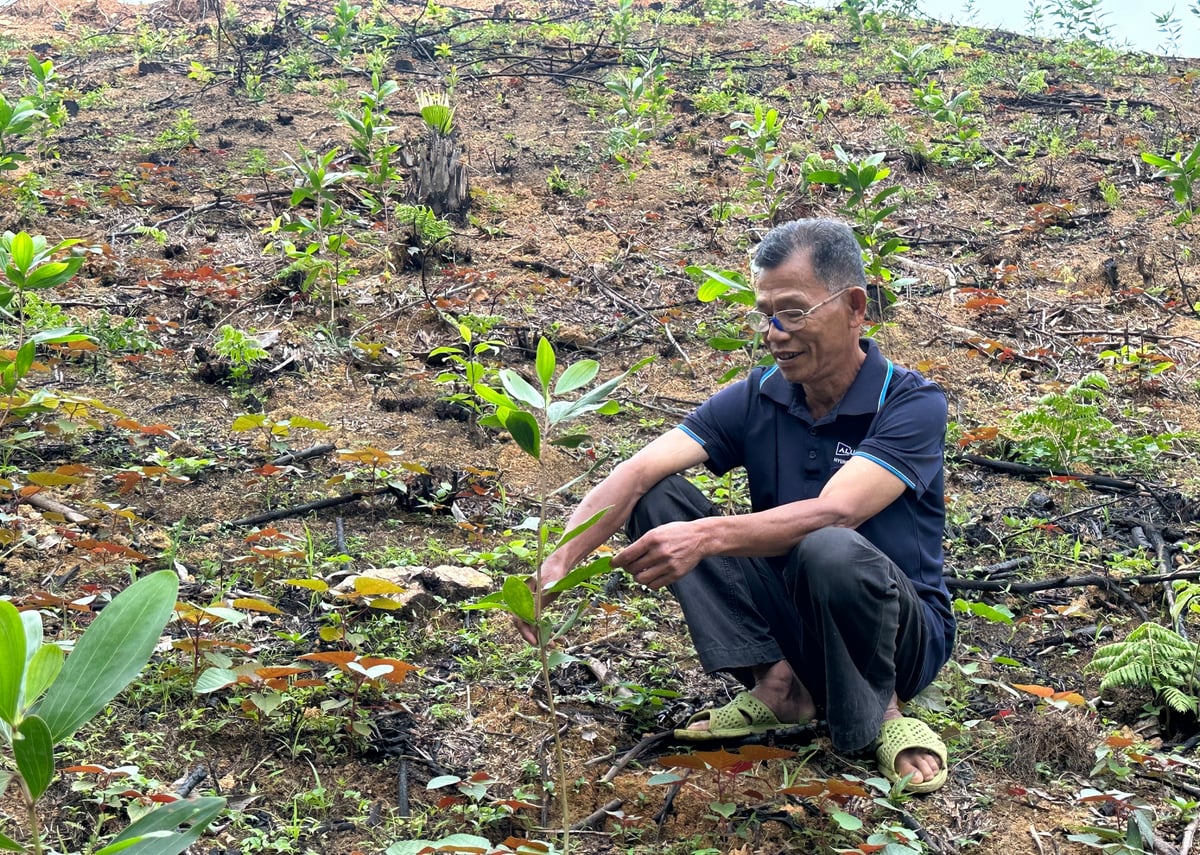 वन विकास से बंजर पहाड़ियों पर वनीकरण में मदद मिलती है और पर्यावरण प्रदूषण कम होता है। फोटो: क्वांग लिन्ह। Phát triển rừng giúp phủ xanh đồi trọc, giảm thiểu ô nhiễm môi trường. Ảnh: Quang Linh.