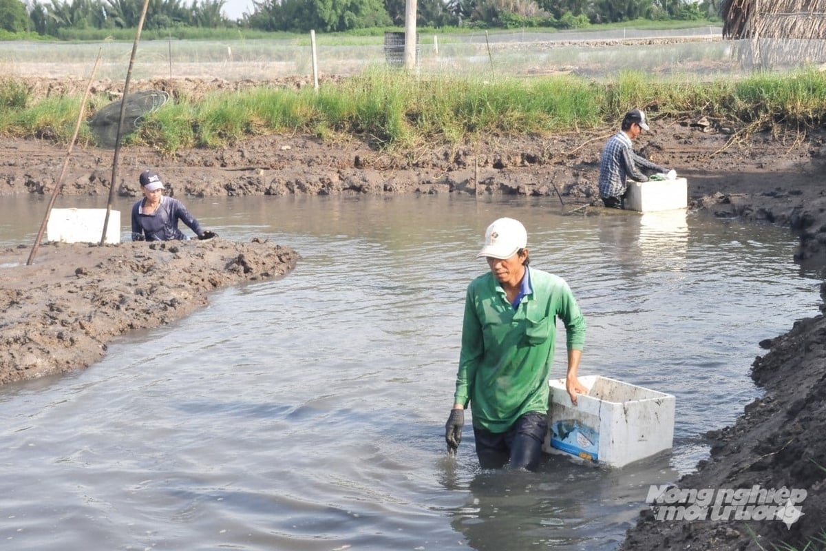 Dengan mengubah kaedah pengeluaran dan menyertai koperasi, petani bukan sahaja menerima sokongan dari segi teknologi dan maklumat pasaran, tetapi juga saling membantu menuai udang, sekali gus mengurangkan kos buruh. Foto: Trung Chánh. Chuyển đổi sản xuất và tham gia hợp tác xã, nông dân không chỉ được hỗ trợ về kỹ thuật, thông tin thị trường, mà còn giúp nhau thu hoạch tôm, giảm chi phí nhân công. Ảnh: Trung Chánh.