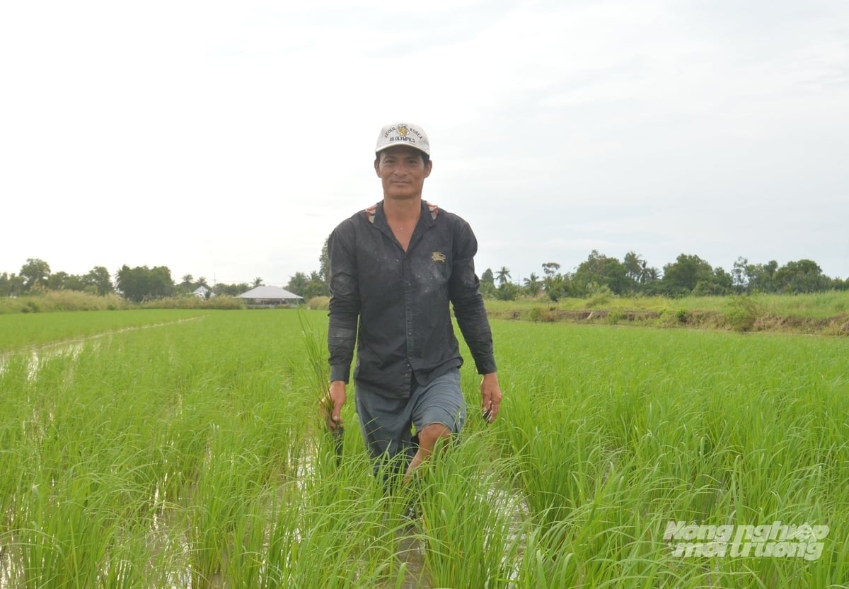 Wilayah An Giang sedang melaksanakan dasar untuk meneruskan penukaran kawasan penanaman padi hasil rendah atau yang terjejas oleh pencerobohan air masin selama tiga bulan atau lebih kepada model penanaman padi udang, sekali gus meningkatkan pendapatan dan membantu petani keluar dari kemiskinan secara lestari. Foto: Trung Chánh. An Giang chủ trương tiếp tục chuyển đổi đối với diện tích trồng lúa kém hiệu quả hoặc bị ảnh hưởng bởi xâm nhập mặn từ 3 tháng trở lên sang mô hình tôm - lúa, tăng thu nhập, giúp nông dân thoát nghèo bền vững. Ảnh: Trung Chánh.