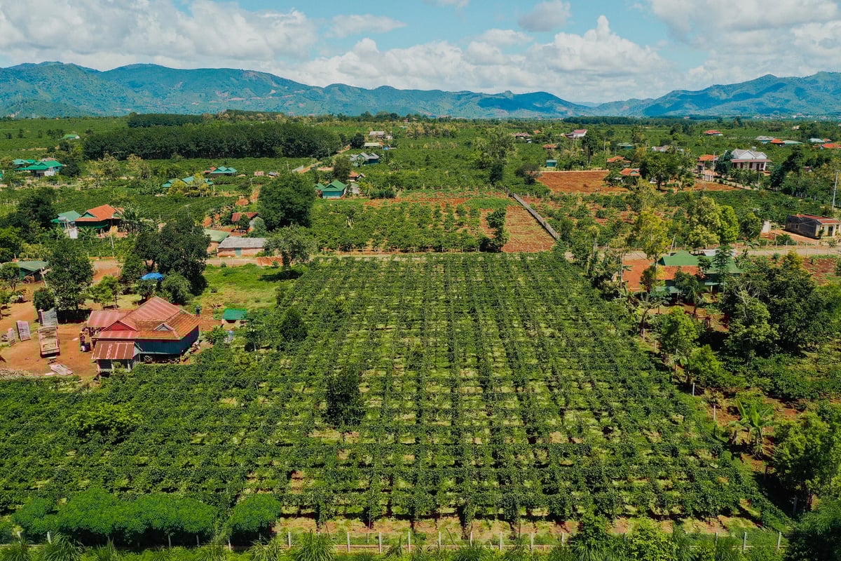 استان گیا لای پایتخت میوه گل ساعتی کشور محسوب میشود. عکس: توآن آن. Tỉnh Gia Lai được xem là 'thủ phủ' chanh leo của cả nước. Ảnh: Tuấn Anh.