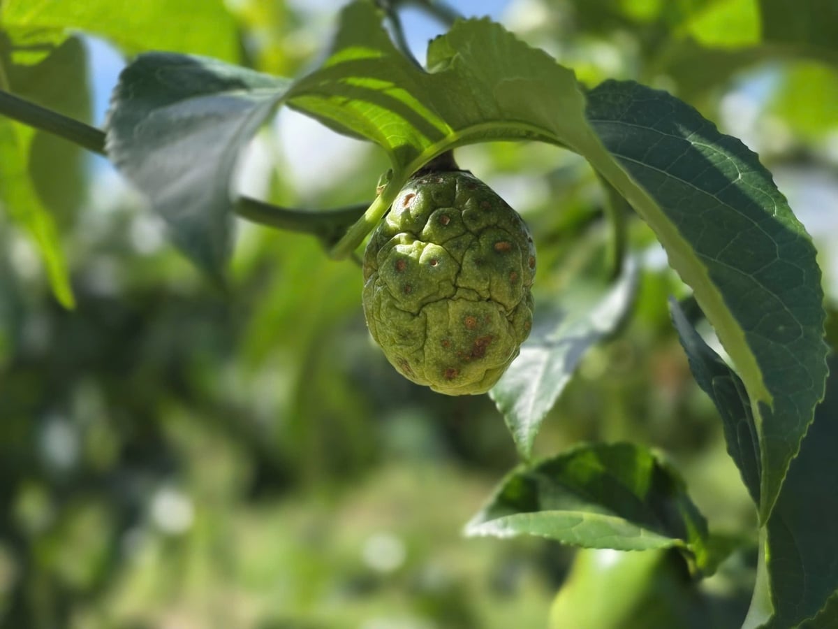 بیماری لکه قهوهای در گیاهان پشن فروت شایع است. عکس: توآن آن. Bệnh đốm nâu đang hoành hành trên cây chanh leo. Ảnh: Tuấn Anh.