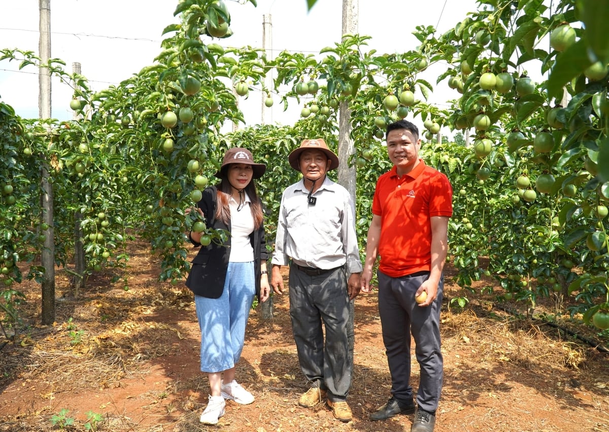 وقت آن رسیده است که صنعت میوه گل ساعتی را در جهتی پایدارتر بازسازی کنیم. عکس: توآن آن. Đến lúc cần tái thiết ngành hàng chanh leo theo hướng bền vững hơn. Ảnh: Tuấn Anh.