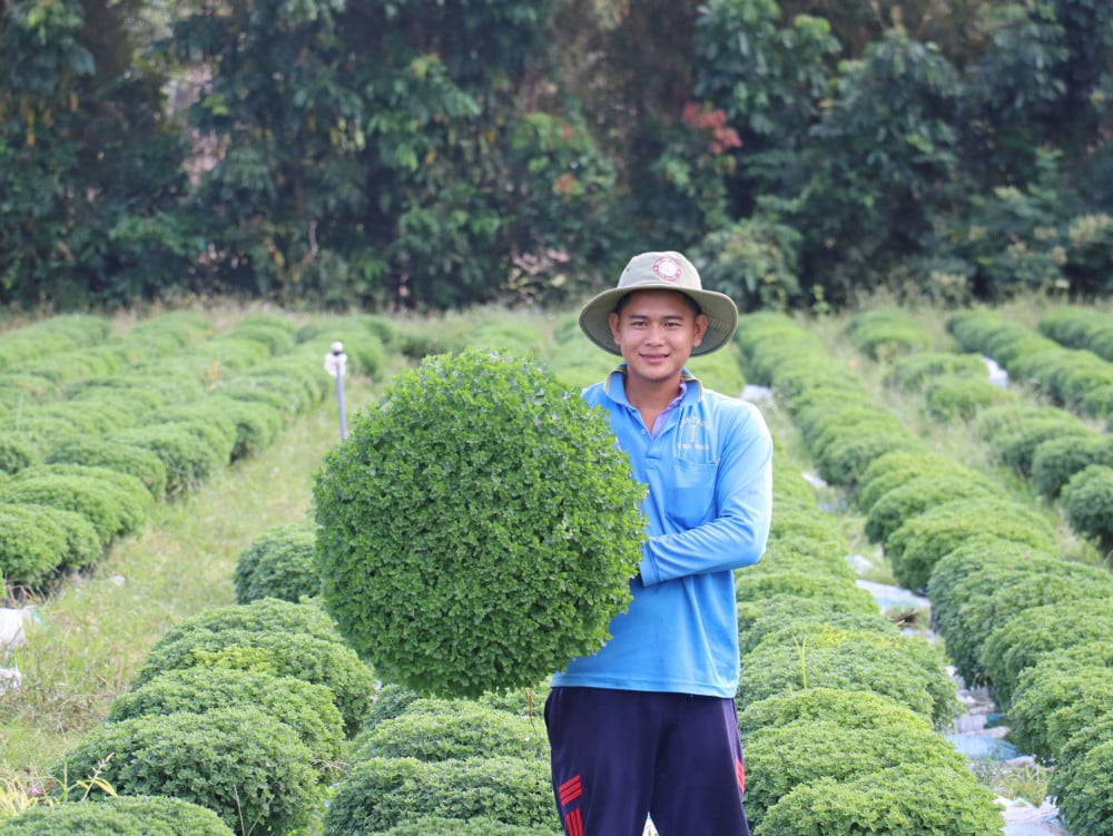 Hao Duoc beldesindeki çiftçiler, Tet bayramı için çiçek tohumu ekmekle meşguller.
