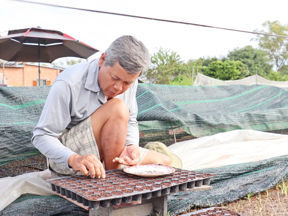 Nông dân xã Hảo Đước tất bật xuống giống vụ hoa tết