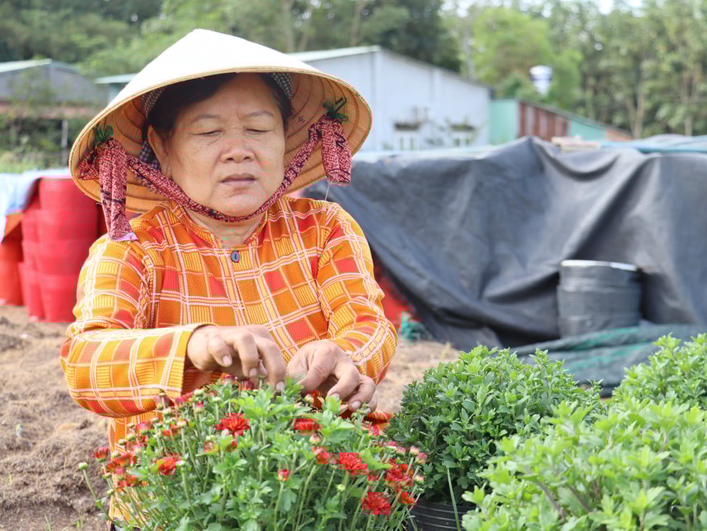 Hao Duoc beldesindeki çiftçiler, Tet bayramı için çiçek tohumu ekmekle meşguller.