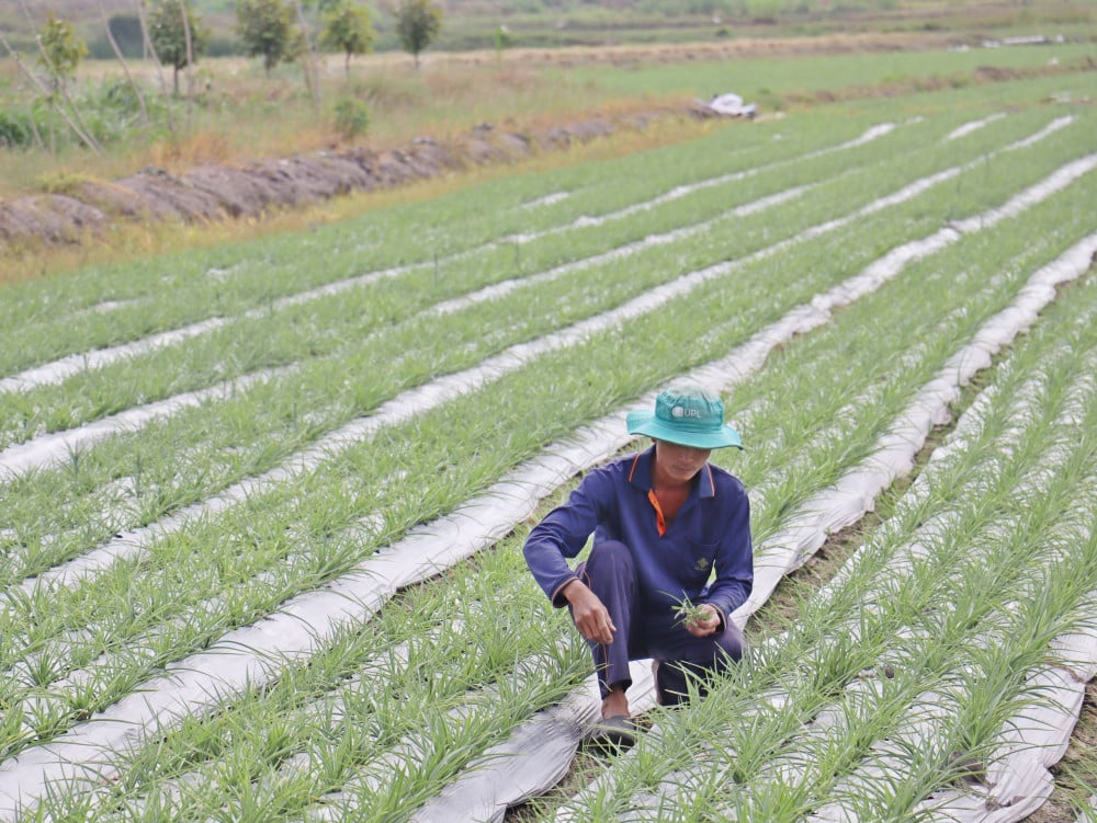 Hao Duoc beldesindeki çiftçiler, Tet bayramı için çiçek tohumu ekmekle meşguller.