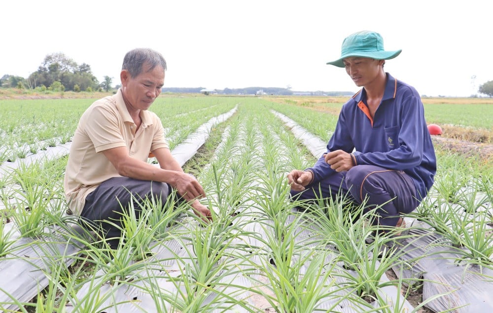 Hao Duoc beldesindeki çiftçiler, Tet bayramı için çiçek tohumu ekmekle meşguller.