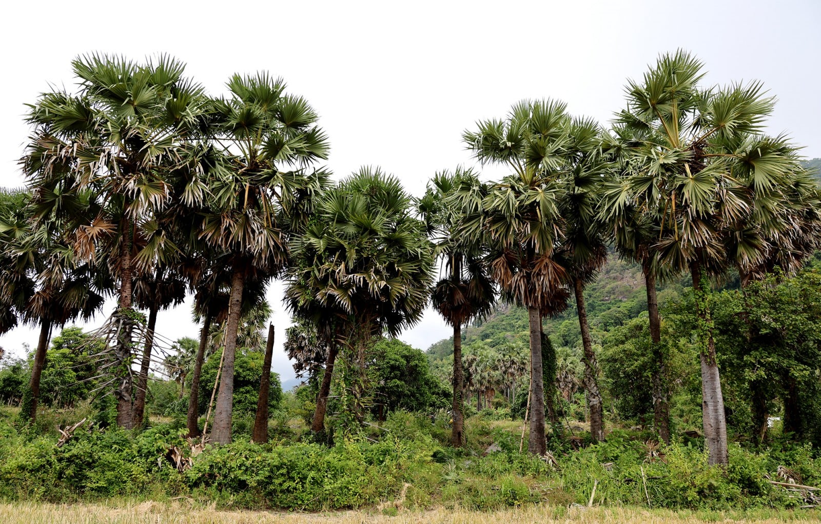 ລະດູການເຮັດນ້ຳຕານປາມຂອງຊາວຂະແມ.