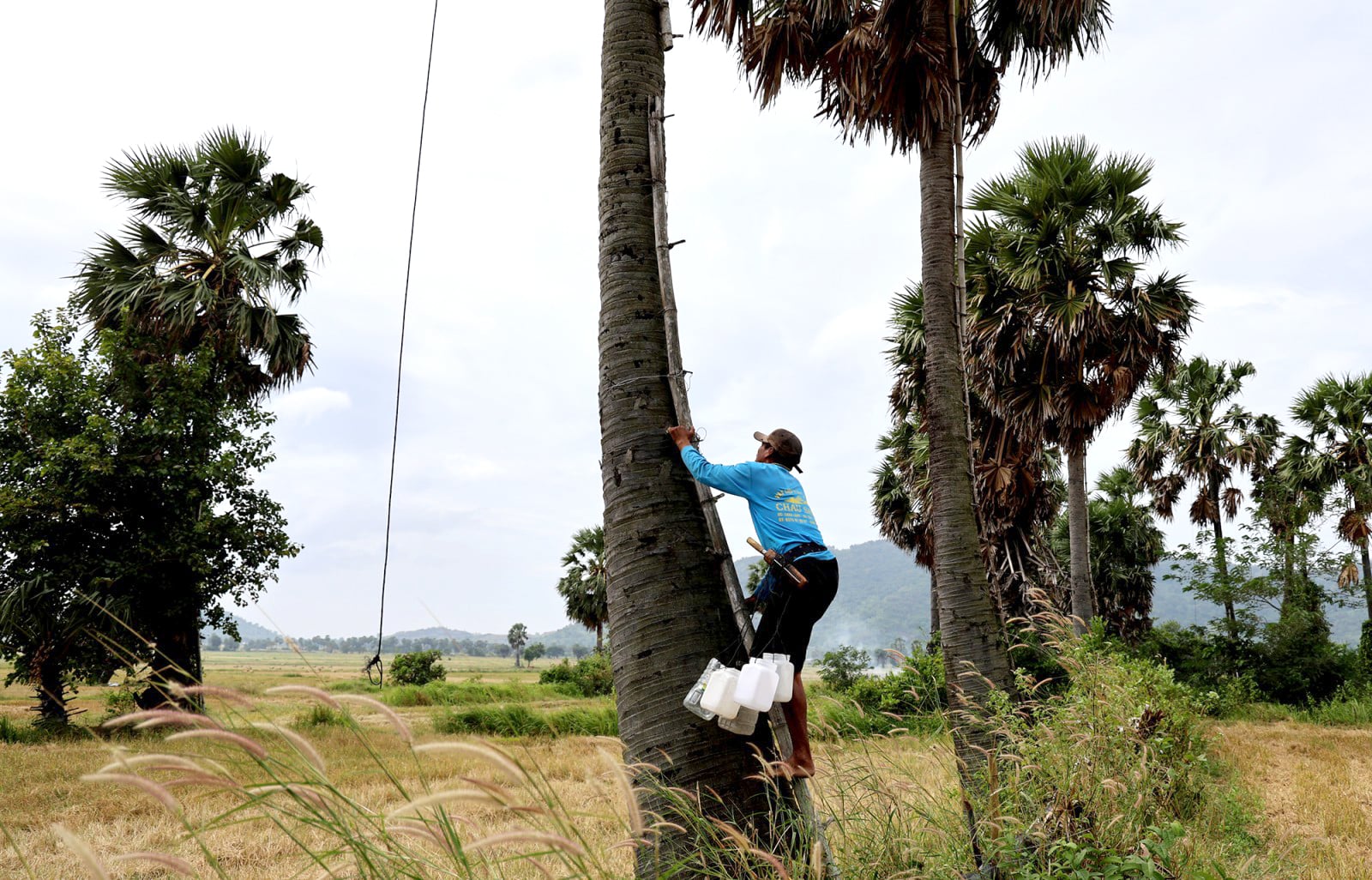ລະດູການເຮັດນ້ຳຕານປາມຂອງຊາວຂະແມ.