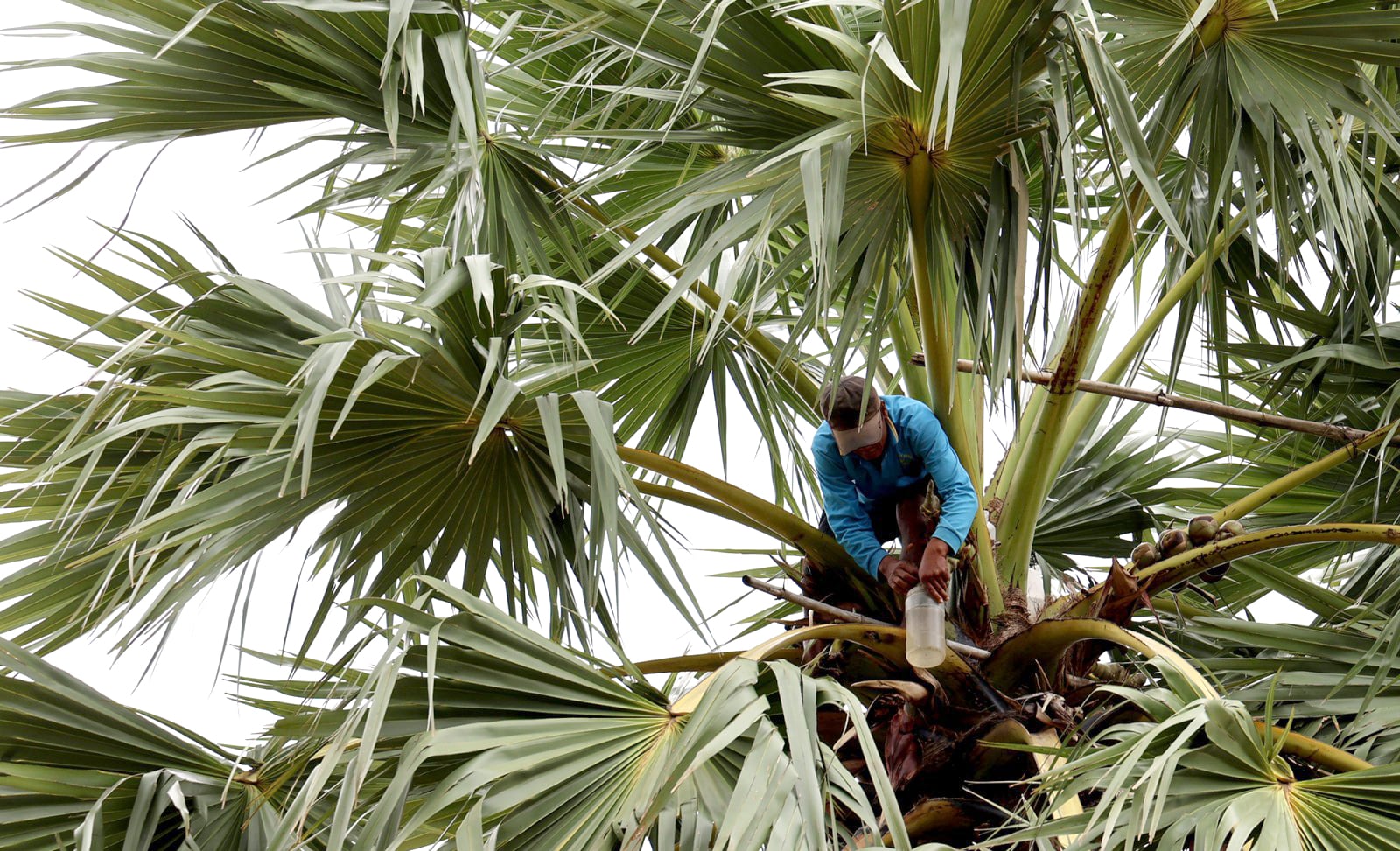 ລະດູການເຮັດນ້ຳຕານປາມຂອງຊາວຂະແມ.