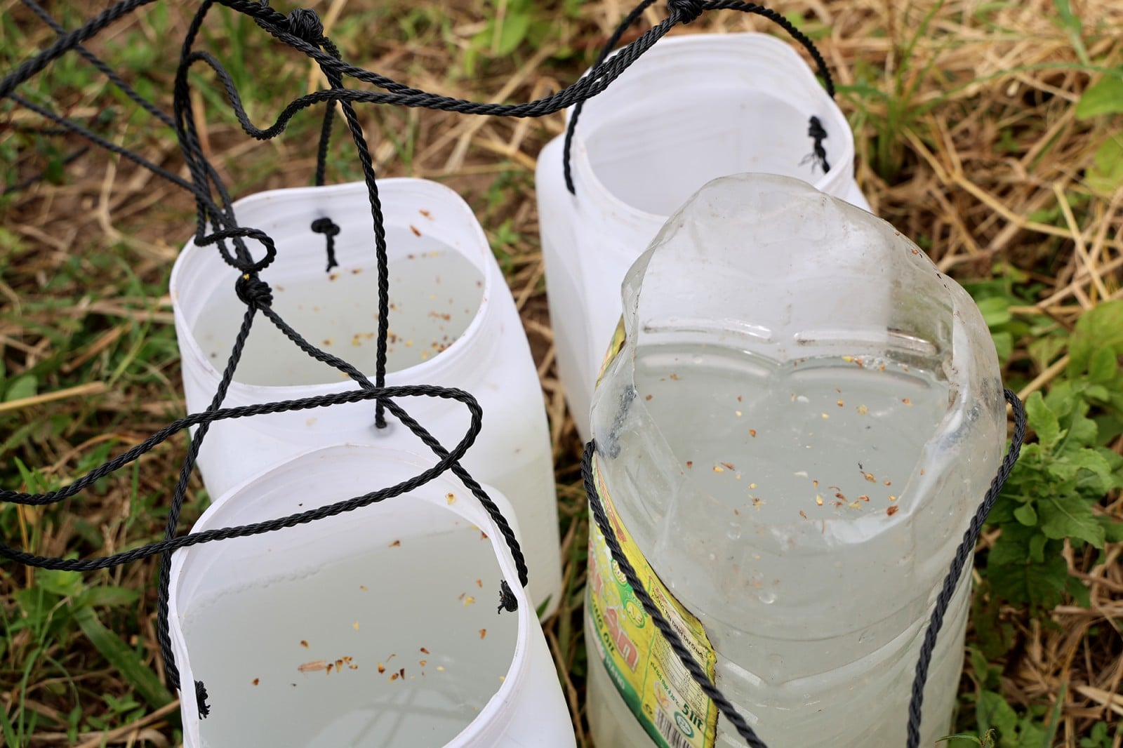 ລະດູການເຮັດນ້ຳຕານປາມຂອງຊາວຂະແມ.