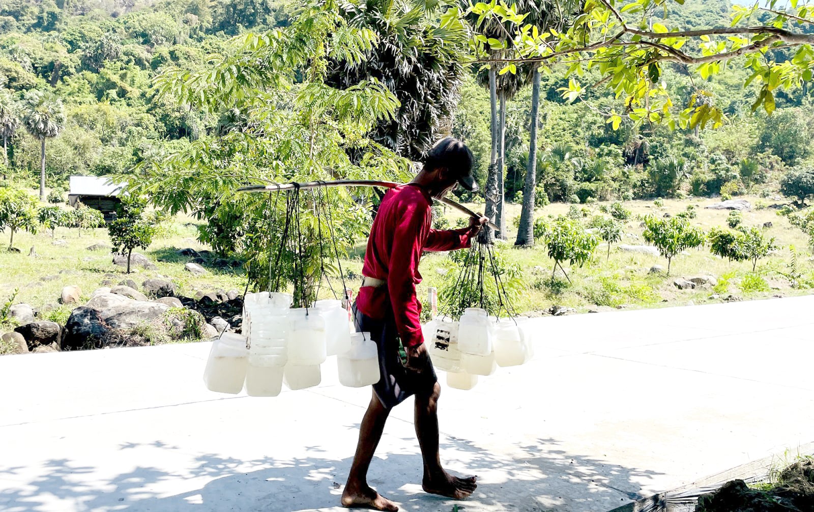 ລະດູການເຮັດນ້ຳຕານປາມຂອງຊາວຂະແມ.