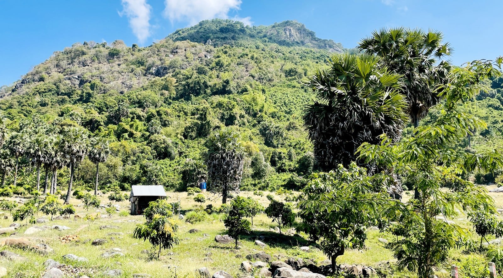 ລະດູການເຮັດນ້ຳຕານປາມຂອງຊາວຂະແມ.