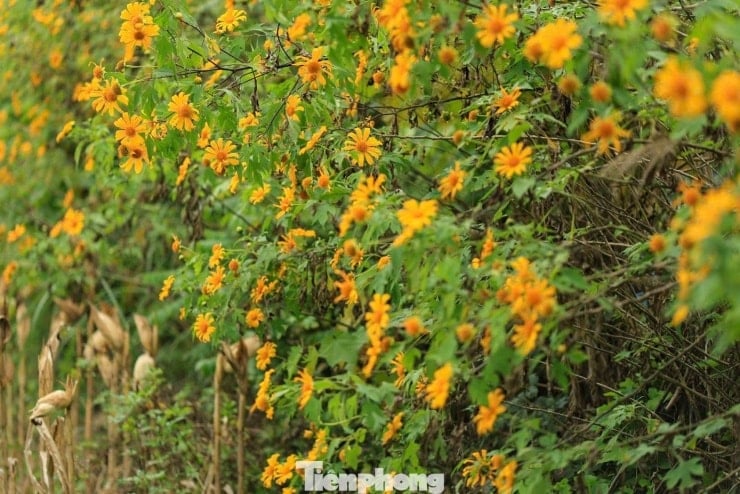 इस मौसम में काओ बैंग घूमने आए पर्यटक कहते हैं: 'हर कोण से खूबसूरत तस्वीरें खींची जा सकती हैं' - 2