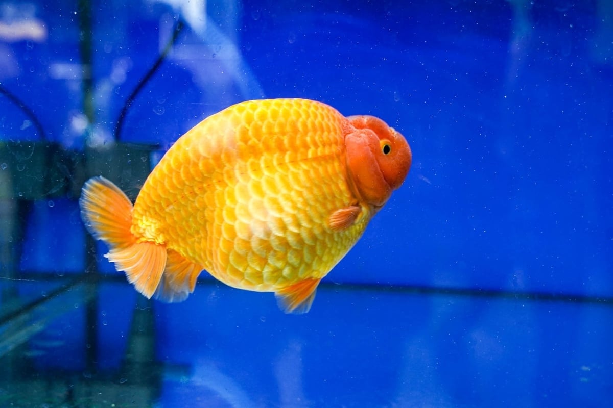 ការនាំចេញត្រីលម្អនាំមកនូវចំណូលប្រហែល ១៥ លានដុល្លារជារៀងរាល់ឆ្នាំសម្រាប់វិស័យកសិកម្មរបស់ទីក្រុងហូជីមិញ ជាមួយនឹងការរំពឹងថានឹងឈានដល់ ១០០ លានដុល្លារនៅឆ្នាំ ២០៣០។ រូបថត៖ ឡេ ប៊ិញ។ Xuất khẩu cá cảnh giúp ngành nông nghiệp TP.HCM thu về khoảng 15 triệu USD mỗi năm và được kỳ vọng tăng lên 100 triệu USD vào năm 2030. Ảnh: Lê Bình.