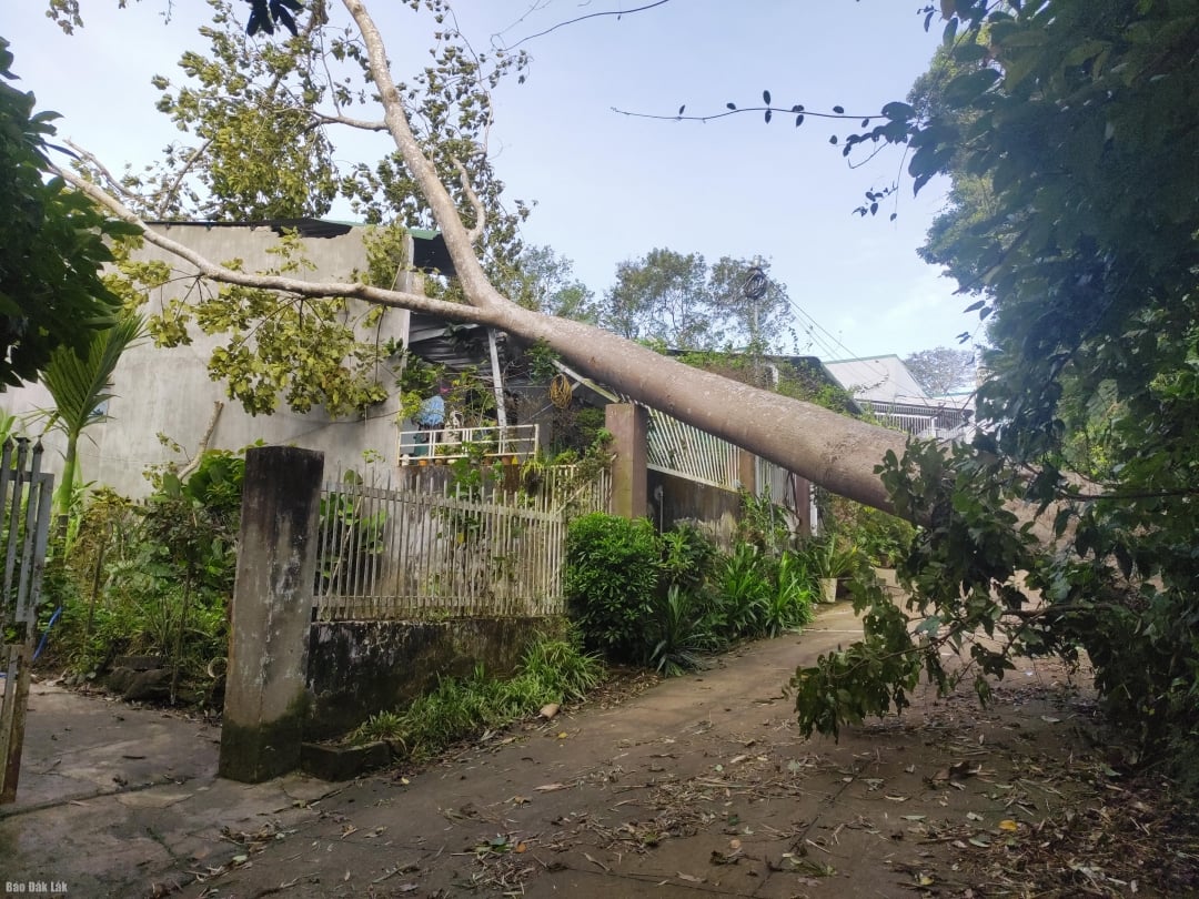 Hiện trường cây đổ đè lên nhà anh Liêu Chìu An.