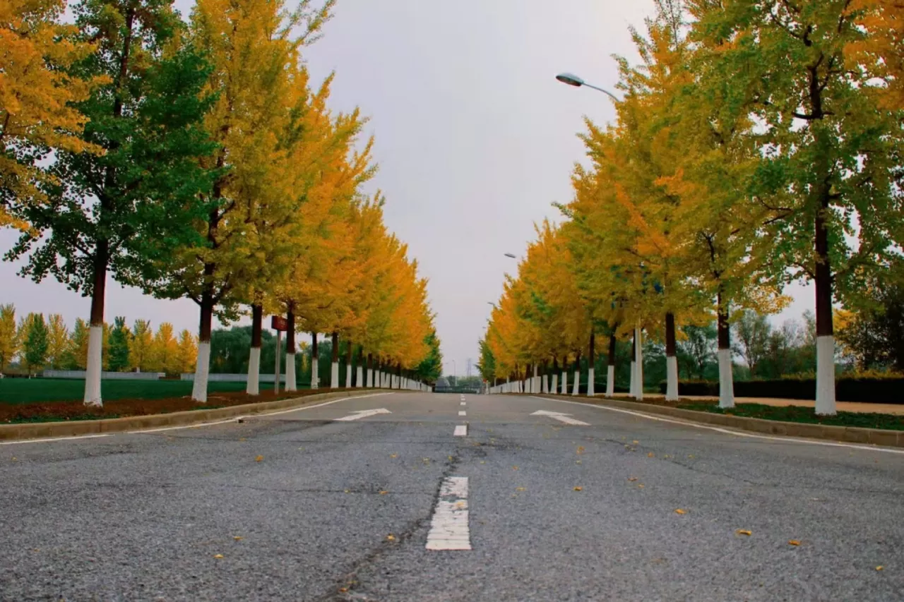 P13-50: Podzim v Tchien-ťinu - Zlaté odstíny, studený vítr a nostalgické vzpomínky Sắc Thu Thiên Tân