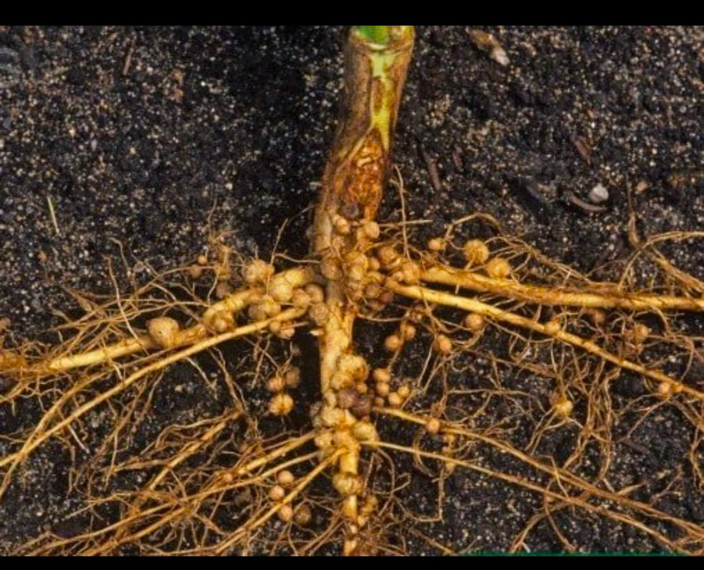 An Nong: Implementering av tidlige løsninger for nematodekontroll – opprettholdelse av sunne røtter og stabil plantevekst.